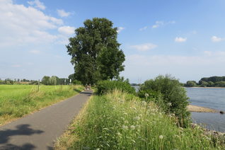Radweg im Hitdorf am Rhein