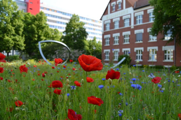 Blühwiese an der Musikschule