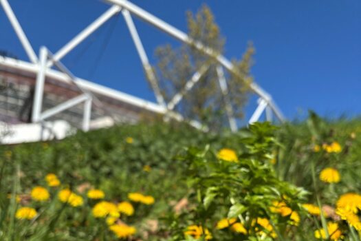 Die BayArena mit gelben Blumen im Vordergrund