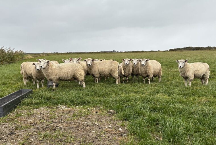 Symbolbild Schafherde