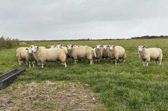 Symbolbild Schafherde