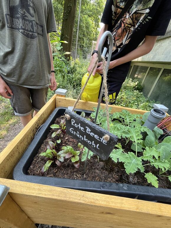 Pflanzung von Roter Beete und Grünkohl in einem Hochbeet
