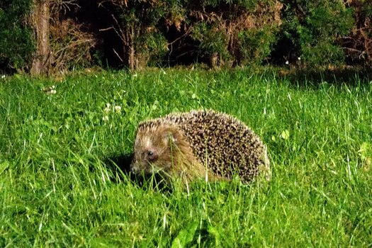Igel im Garten