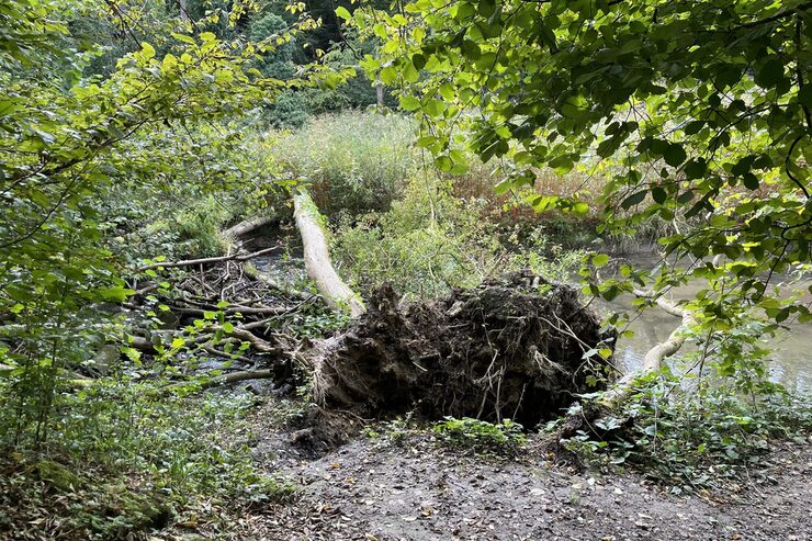 Umgestürzter Baum