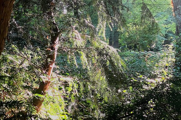 Waldstück in Leverkusen