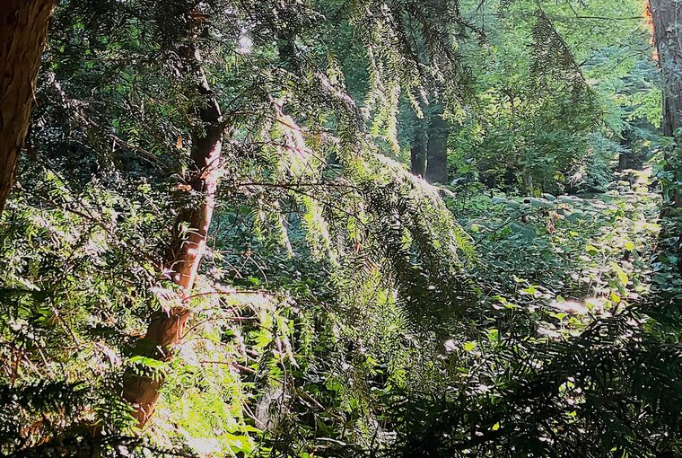 Waldstück in Leverkusen