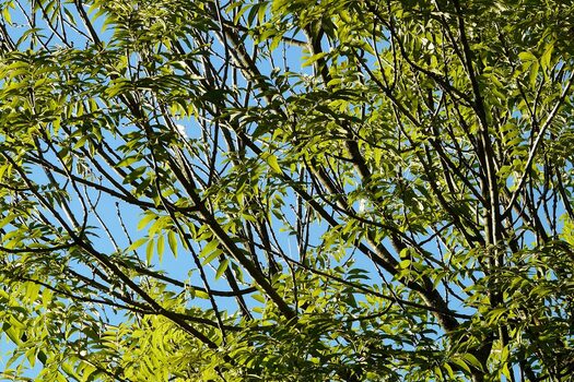 Foto von Hans auf pixabay (Baum: Esche)