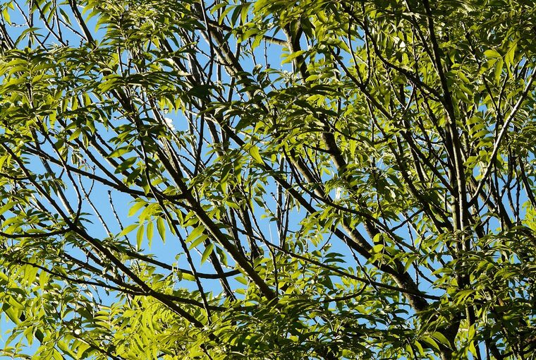 Foto von Hans auf pixabay (Baum: Esche)