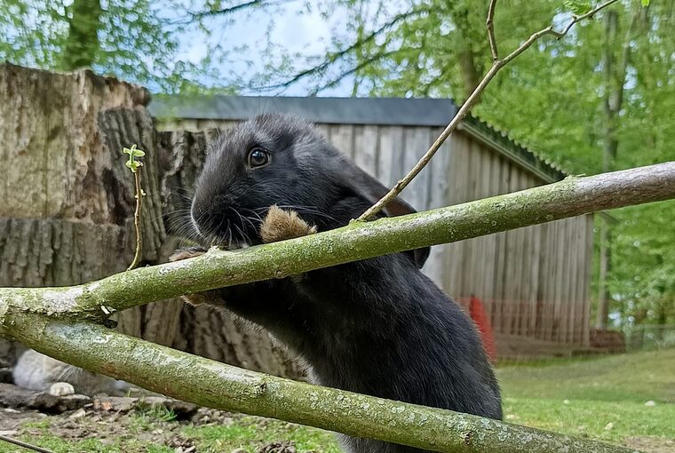 Kaninchen im Wildpark Reuschenberg