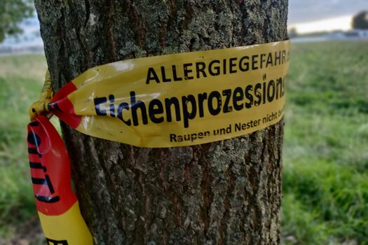 Symbolbild Flatterband Eichenprozessionsspinner