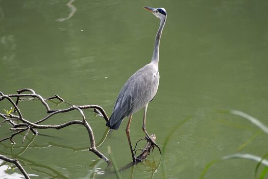 Wildvogel (Reiher) an einem Gewässer