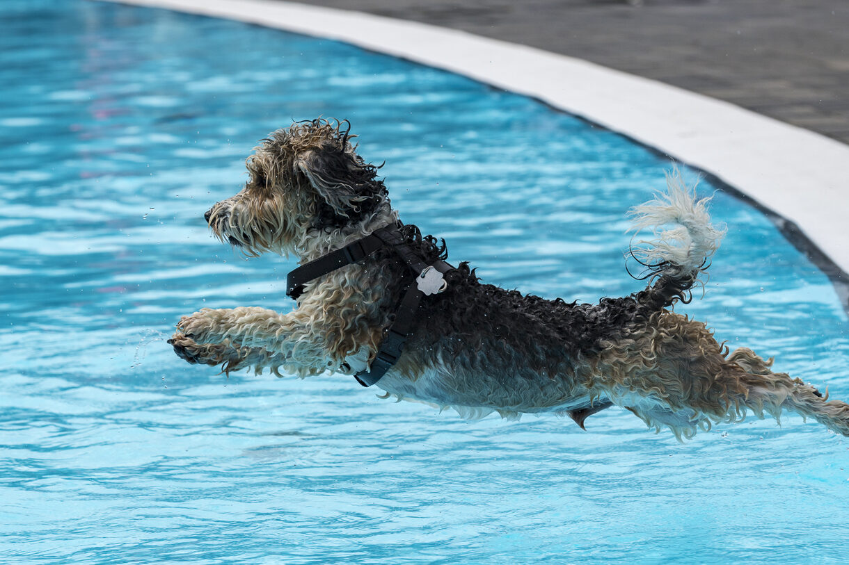 Ein Hund springt ins Wasser