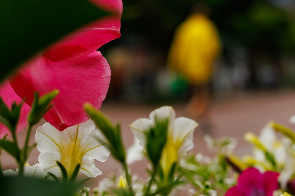 Blüten