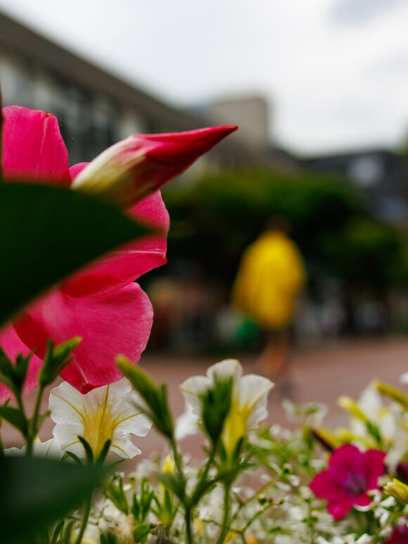 Blüten