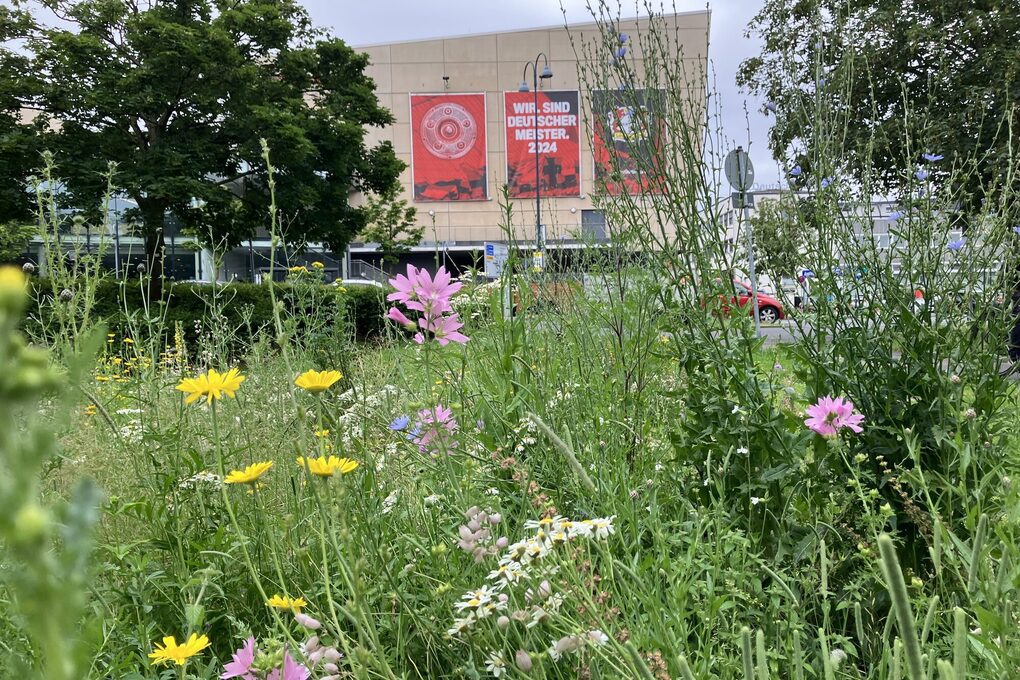 Blühwiese gegenüber des Kinos "Kinopolis" in der City