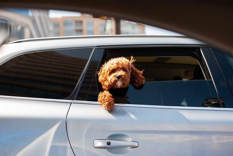Ein Hund schaut aus dem offenen Fenster eines Autos