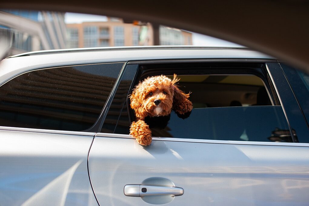 Ein Hund schaut aus dem offenen Fenster eines Autos