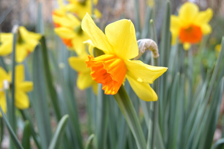 Narzisse