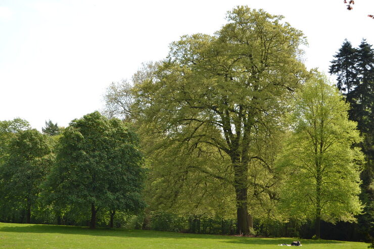 Im Wuppermannpark