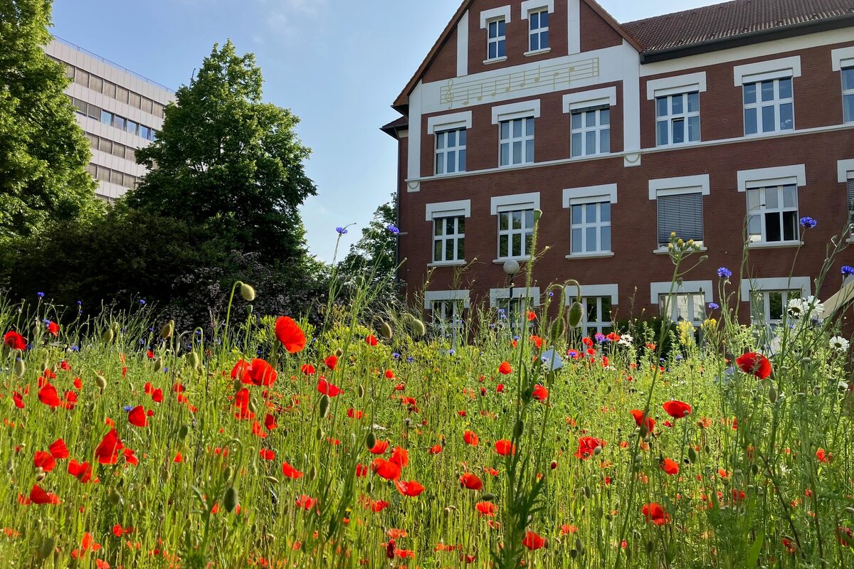 Blumen vor der Musikschule Leverkusen
